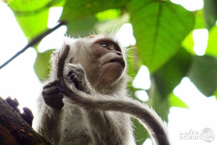 BUKIT LAWANG SUMATRA INDONESIA