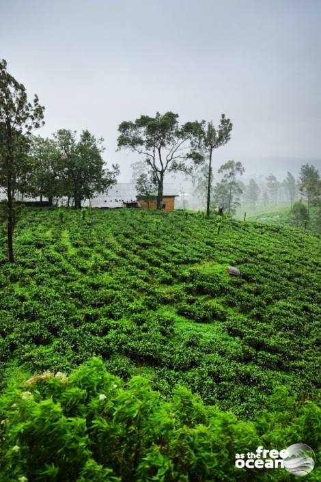 ELLA SRI LANKA