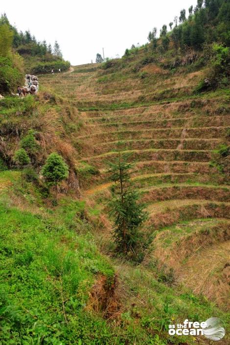 THE LONGJI RICE TERRACES GUILIN CHINA