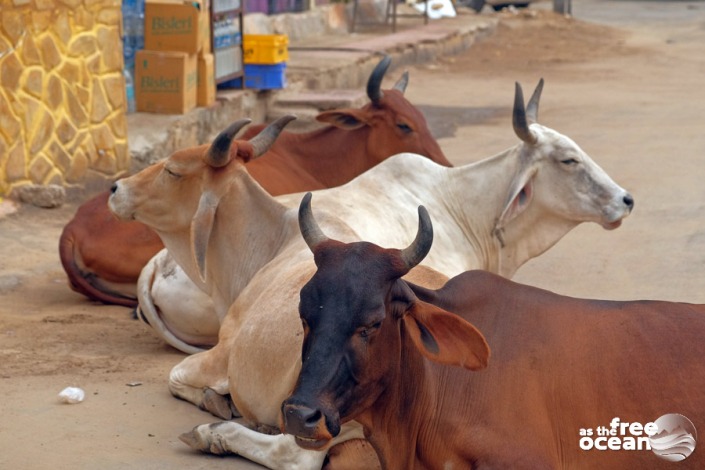 JAISALMER INDIA