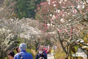 KAMAKURA JAPAN