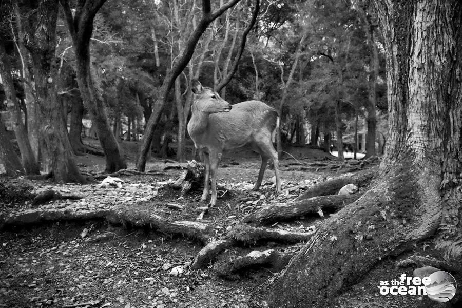 NARA JAPAN