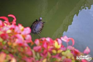 OSAKA JAPAN
