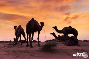 JAISALMER INDIA