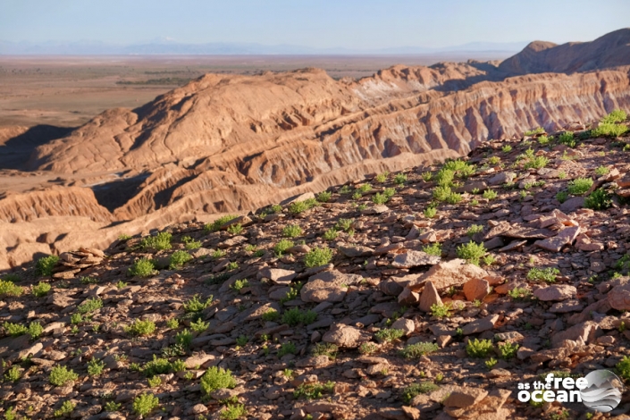 SAN PEDRO DE ATACAMA CHILE