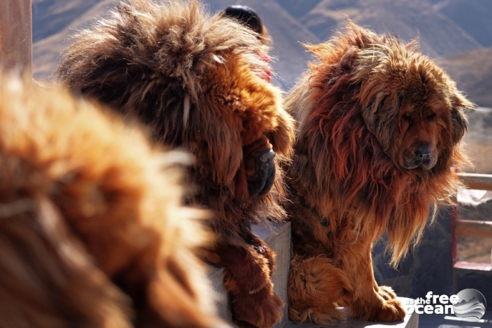 HIMALAYAS TIBET